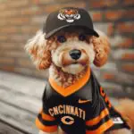 One,Dog,With,Cincinnati,Bengals,Jersey