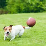 Amusing,Dog,Running,To,Catch,American,Football,Ball,At,Back