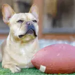 Frenchie,Chilling,With,A,Football.,Backyard,In,Northern,California.