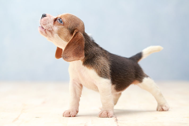 cute puppy barking