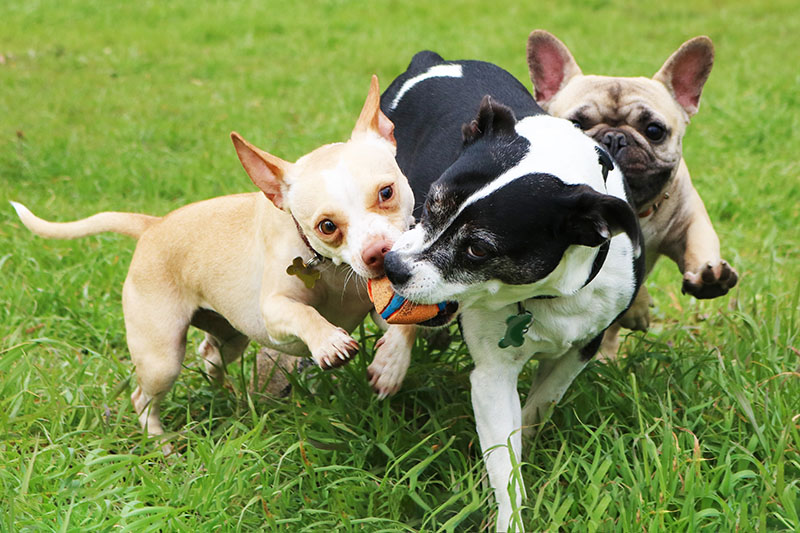 puppies playing