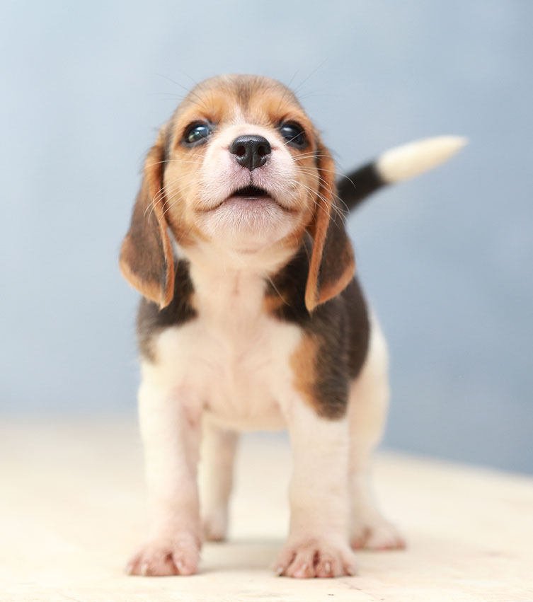 puppy beagle