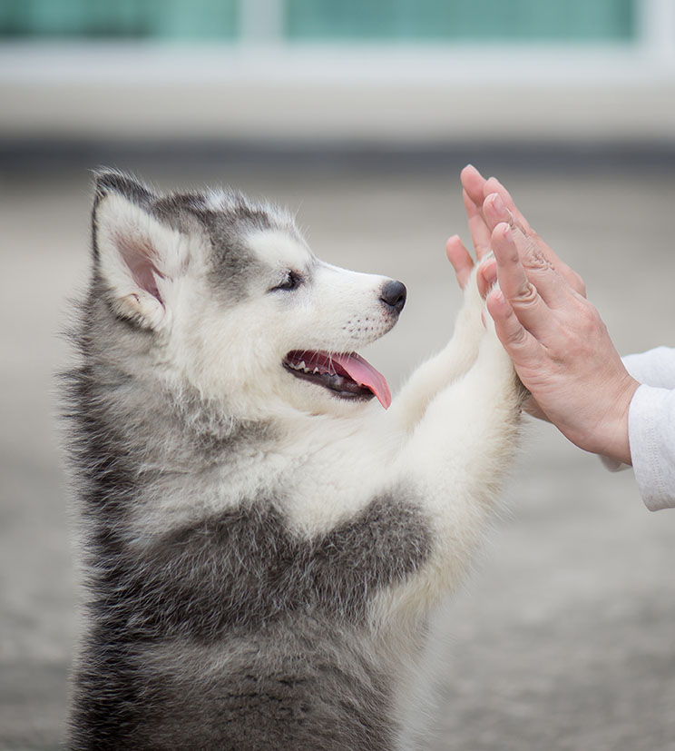 puppy with counselor