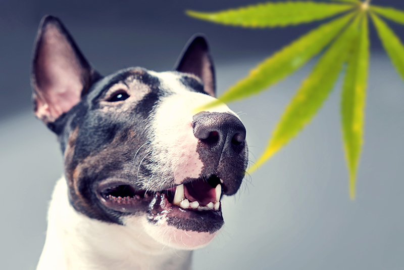 dog hemp plant cbd