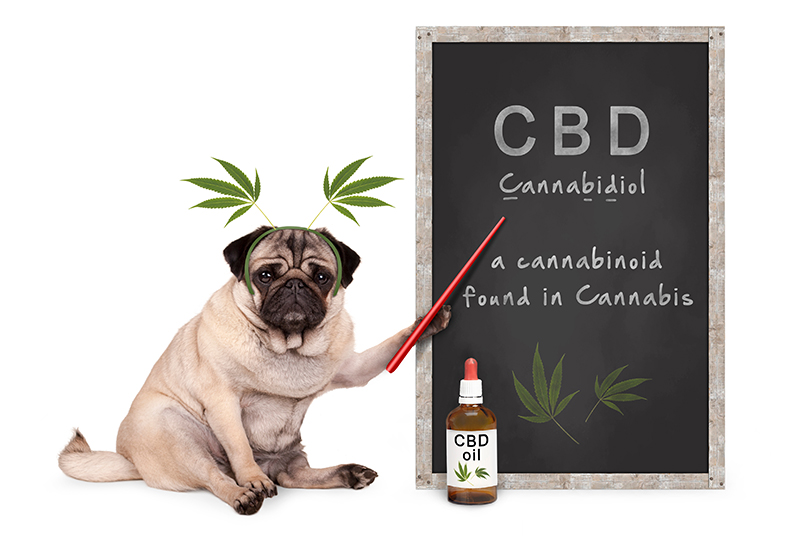 dog cbd education