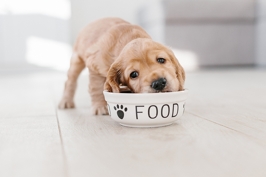 puppy eating from food bowl