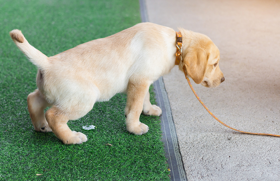 puppy potty training 