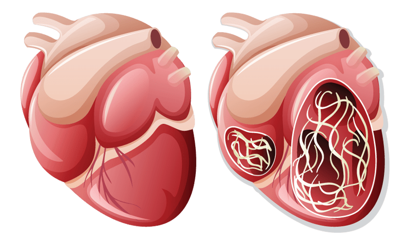 heartworm disease pets