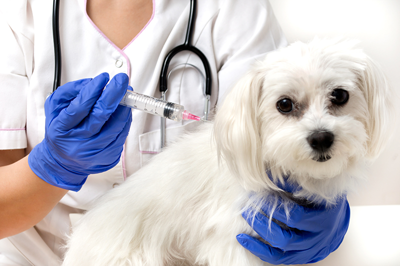 pet vaccination