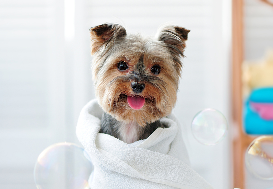 puppy bath