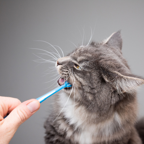 Cat and Dog Teeth Brushing. How to brush a pet's teeth