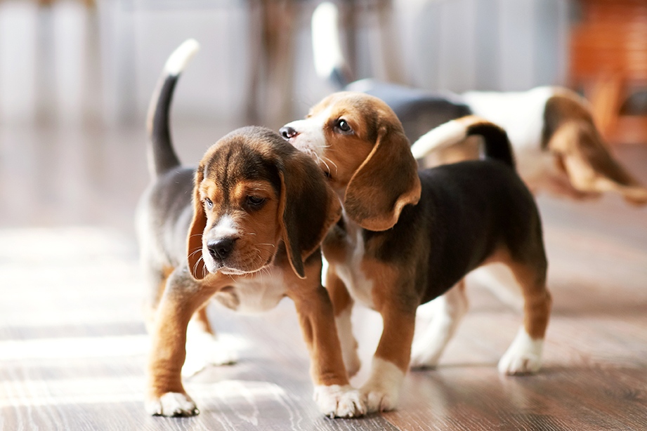 puppies at daycare