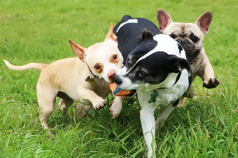 PUPPY PLAY GROUP