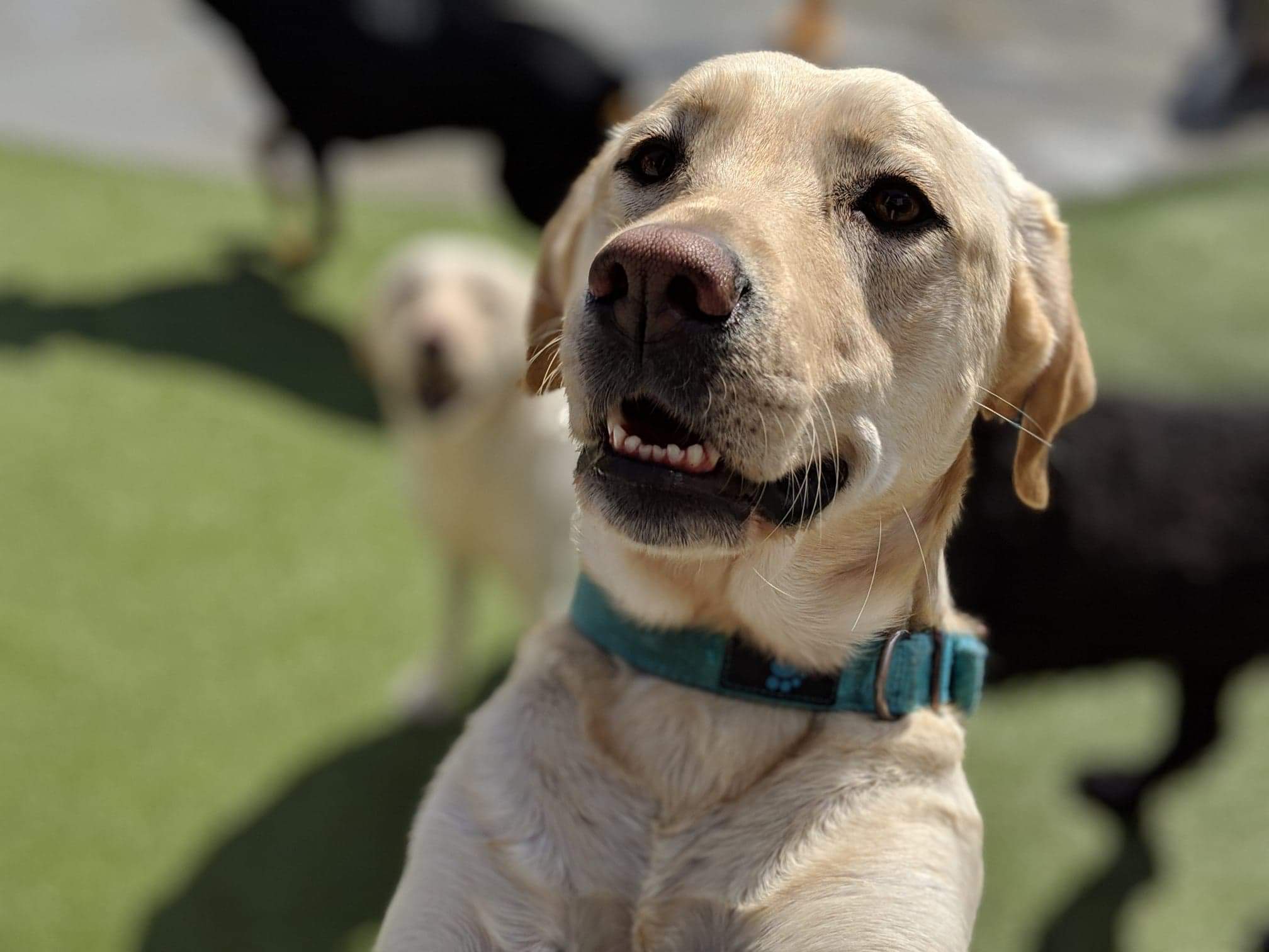 DOGGY DAY CAMP